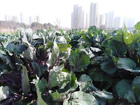 红菜苔酒店引领行业变革，全新住宿体验重磅发布